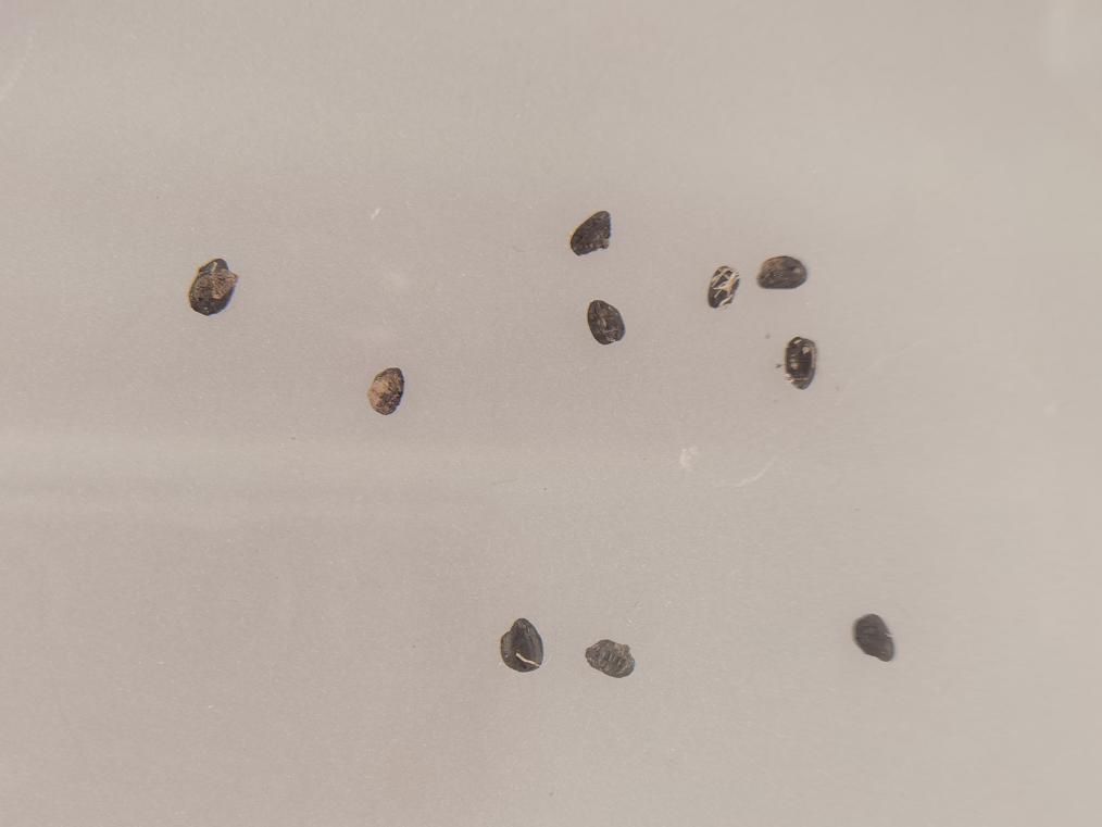 數(shù)字化技術(shù)讓中國古文明煥發(fā)嶄新生命力